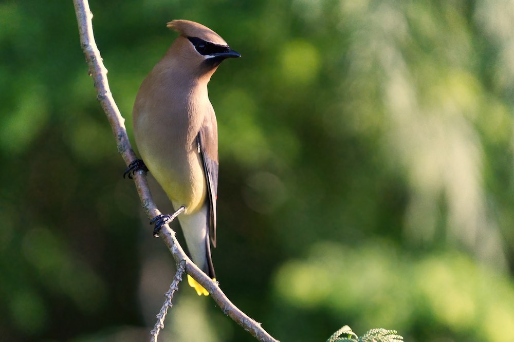 Waxwing 2 06 12